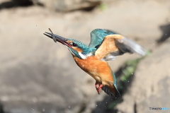 上昇シーン