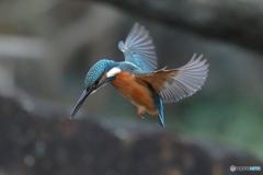 カワセミ撮影の思い出