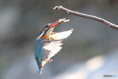 カワセミ戻り