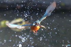 カワセミの顔・・・