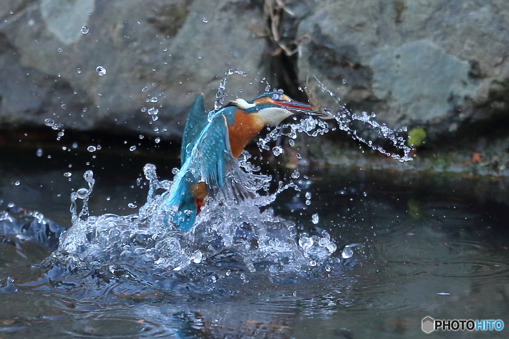 カワセミの離水