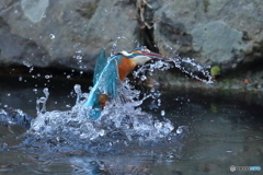 カワセミの離水