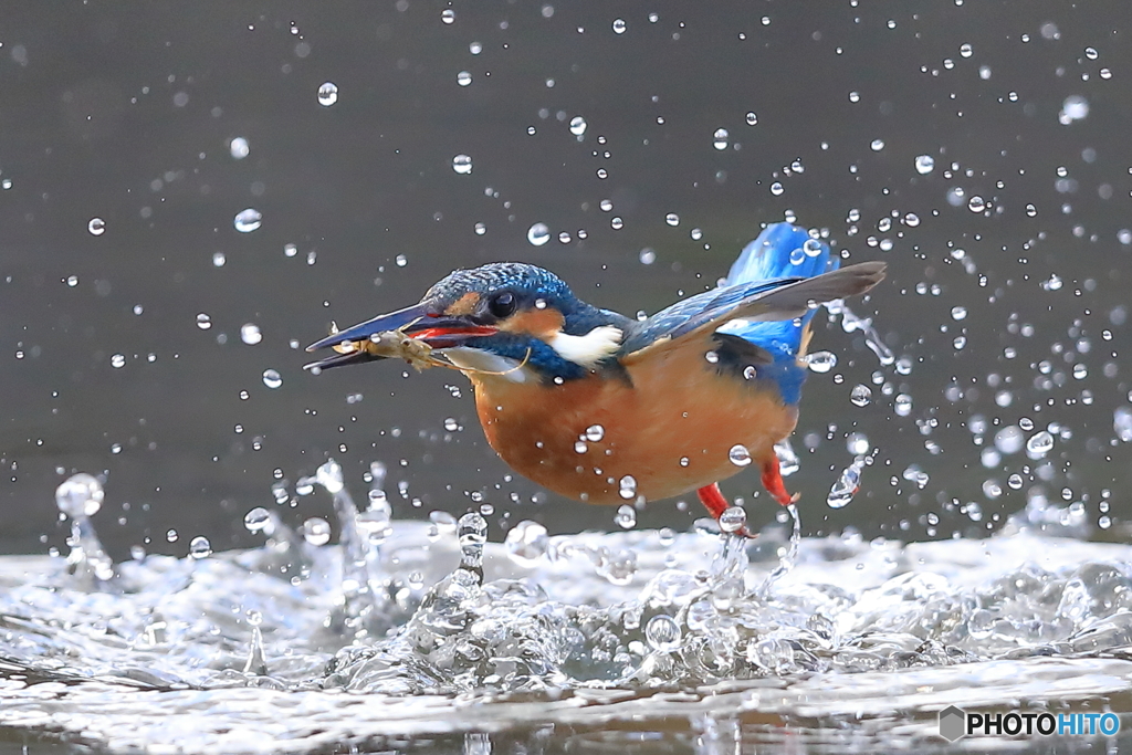 水面飛び・・・