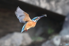 カワセミ撮影の思い出