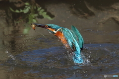 カワセミ浮上