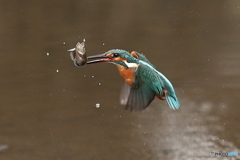 大物を獲ったどー！