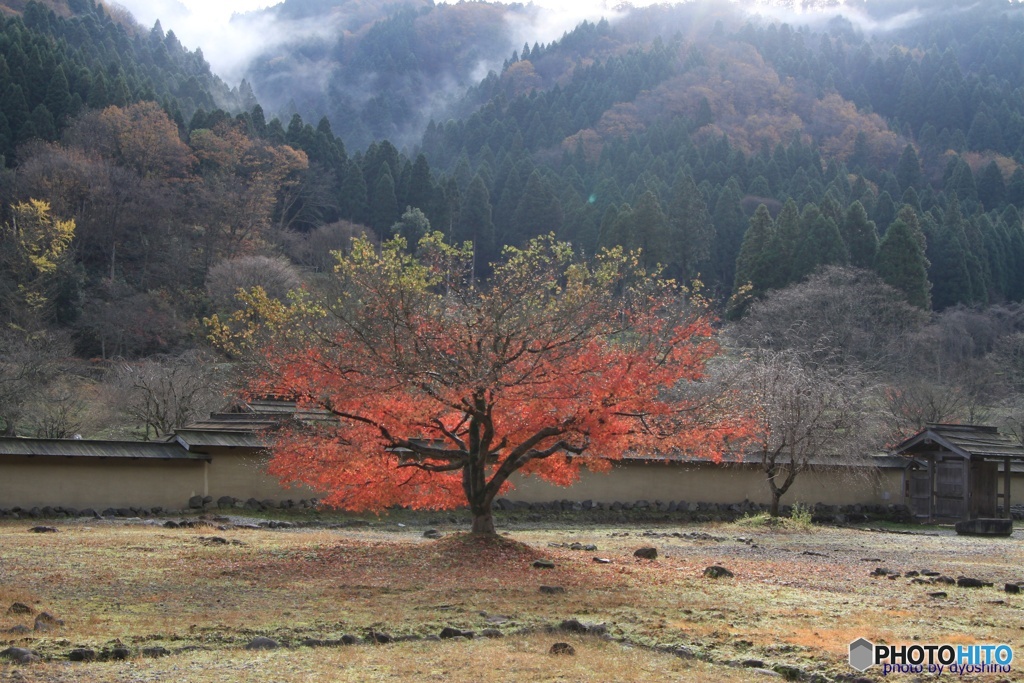 朝倉氏遺跡の紅葉