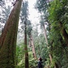 蔵出し 奈良 室生寺の巨杉②