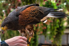 Hawk