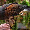 Hawk