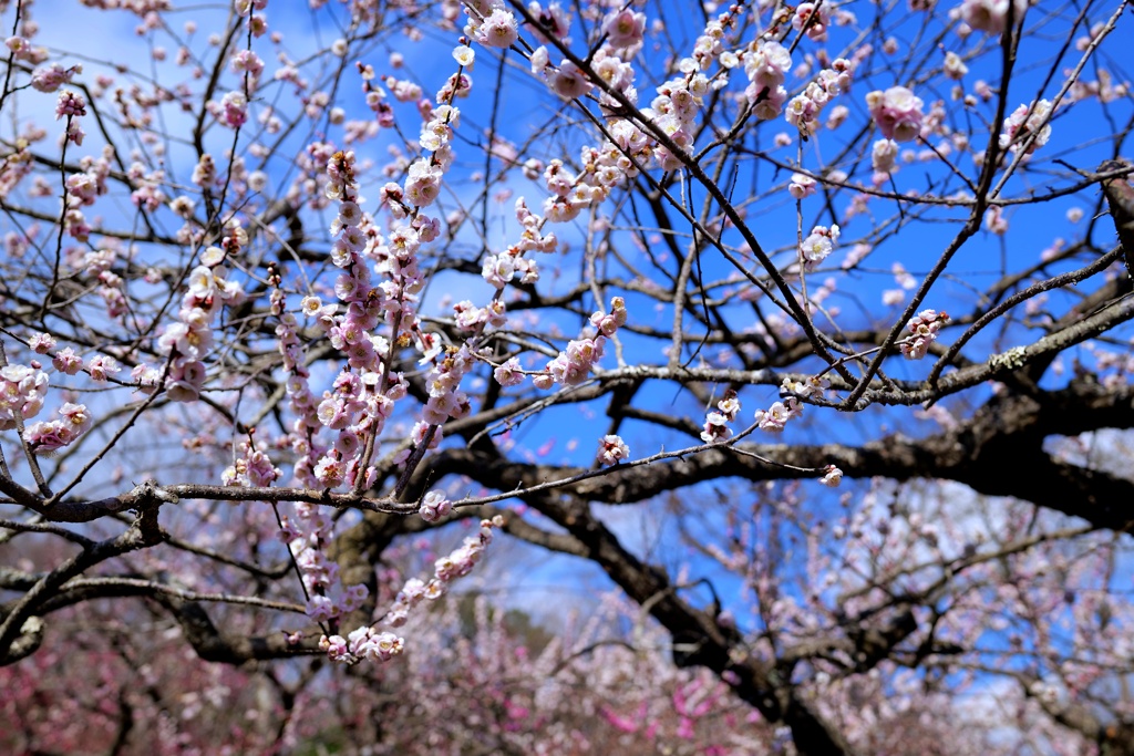 季節は春