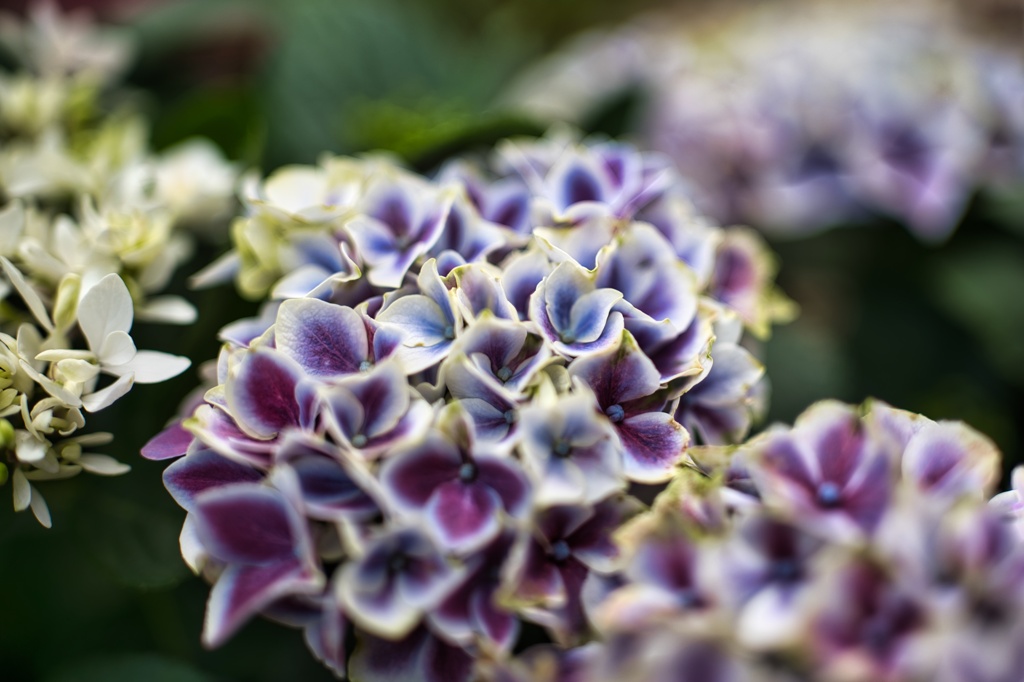 紫陽花