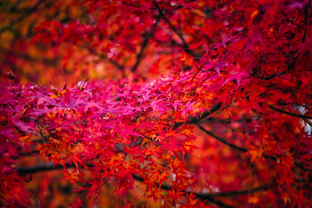 紅葉の森