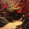 紅葉回廊