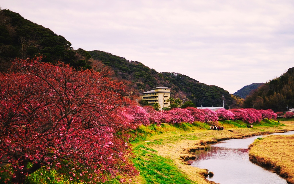 河津桜