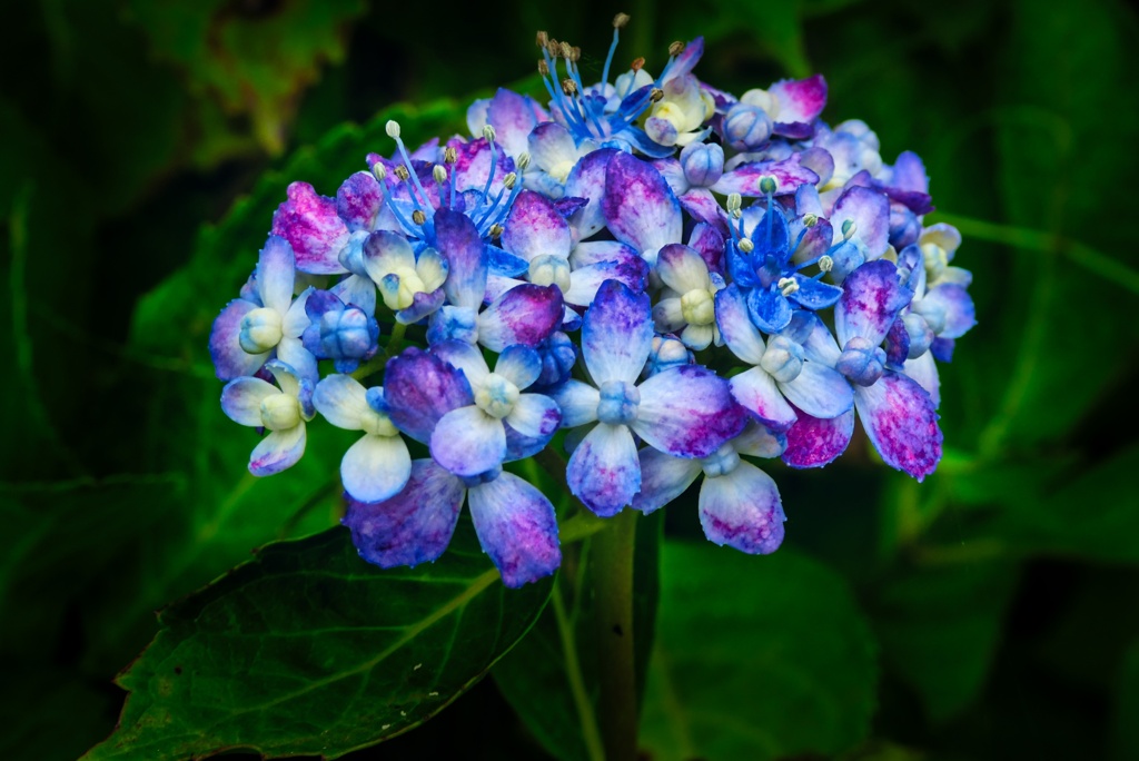 最後の紫陽花