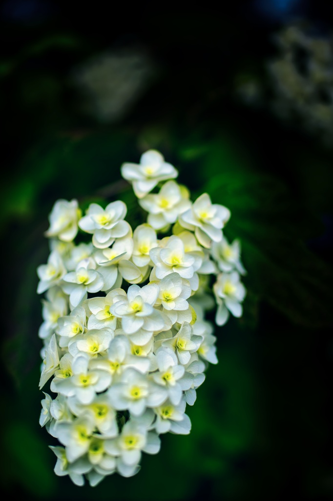 紫陽花