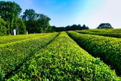 Green carpet