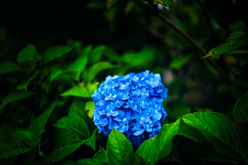 ajisai