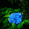 ajisai