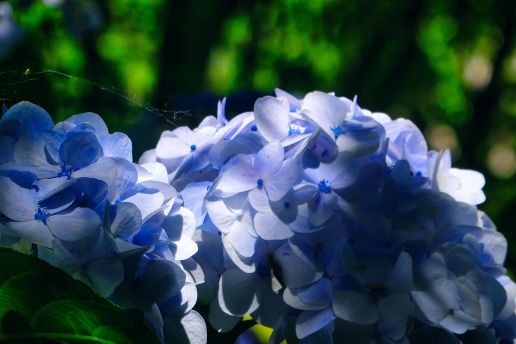 紫陽花の魅力