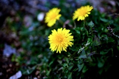 自然は季節を知っている