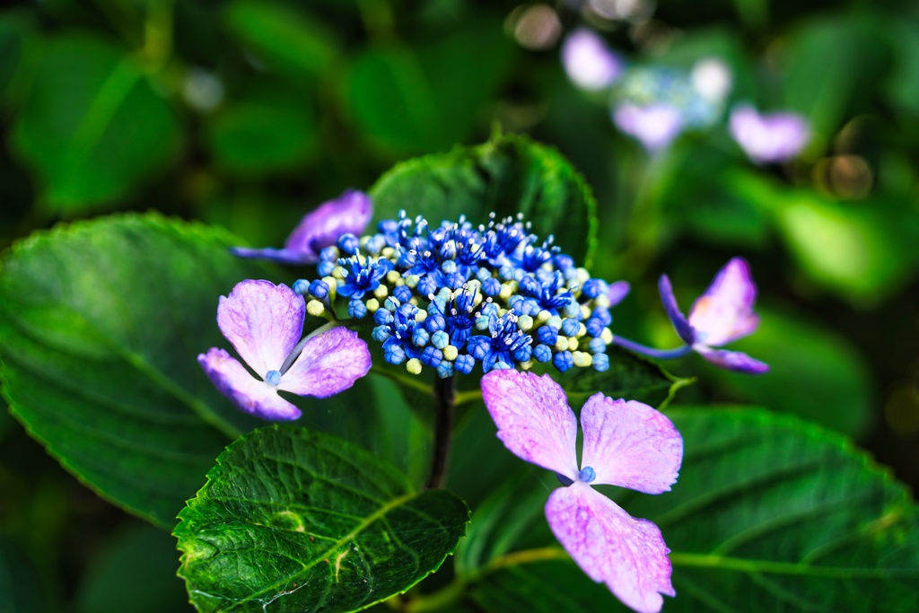 紫陽花