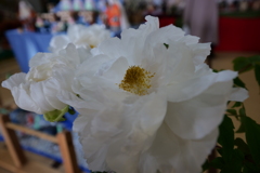 白牡丹