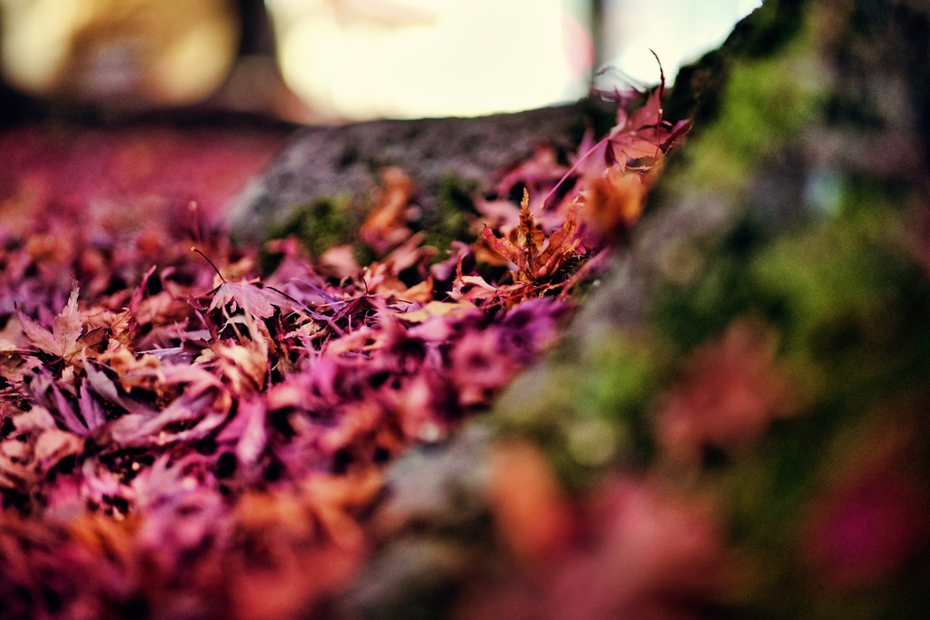 Fallen leaves and moss