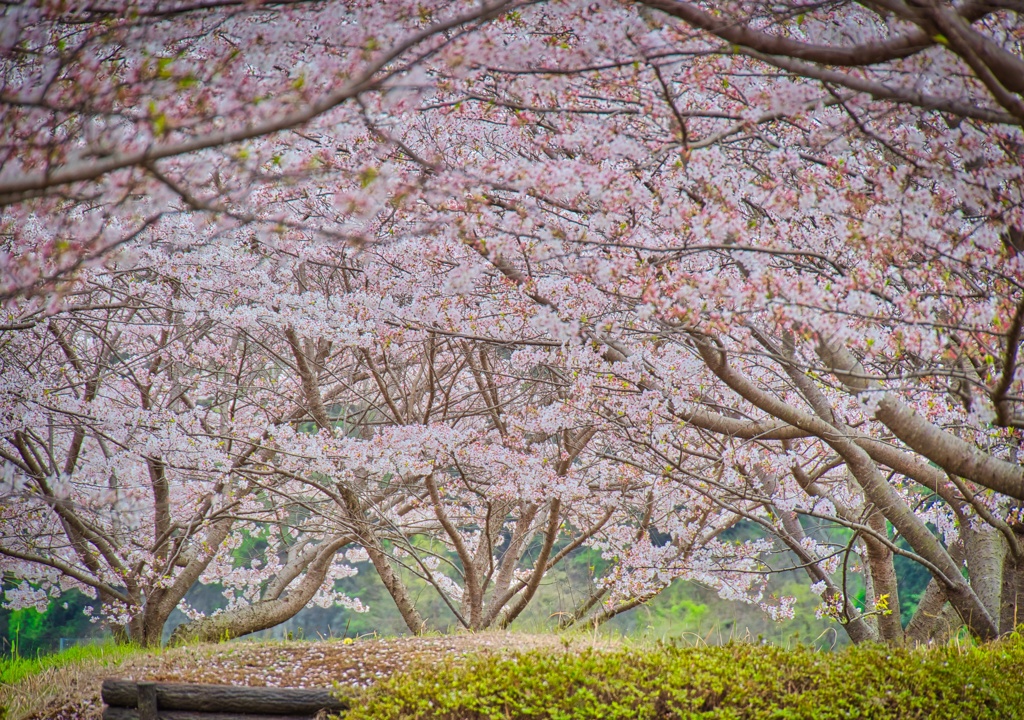 桜カーテン