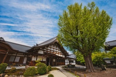 多治見市「永保寺」の大銀杏