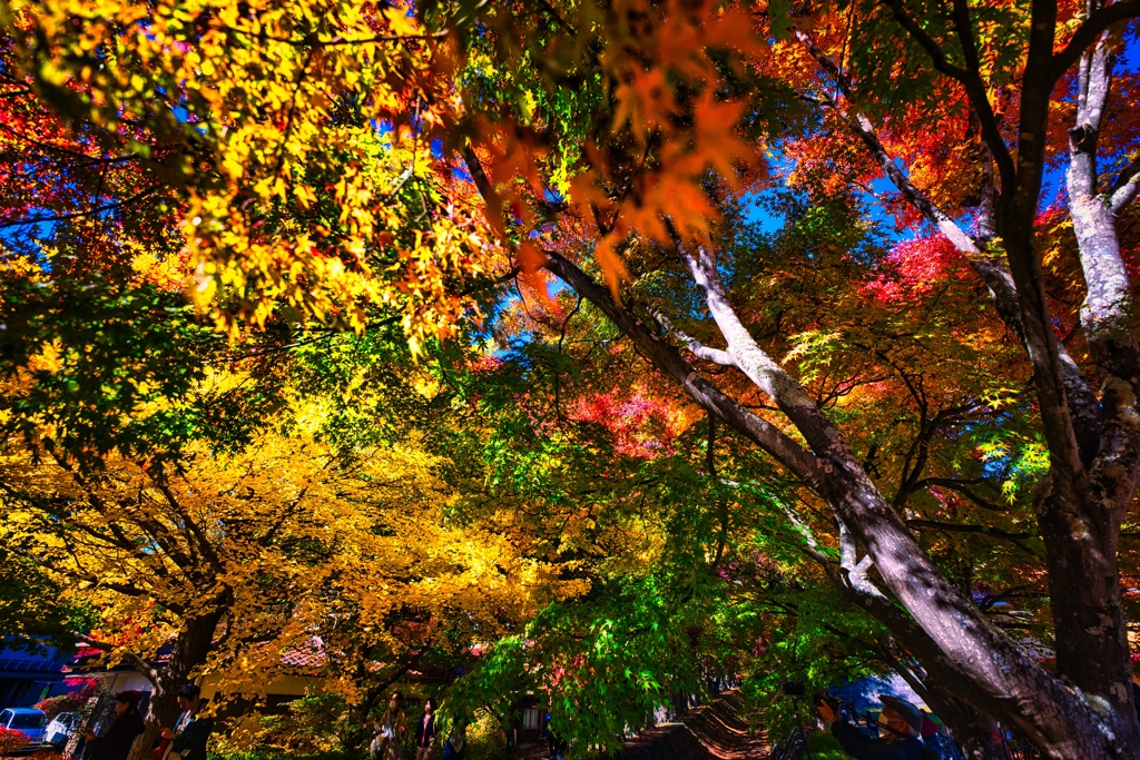 河口湖の紅葉
