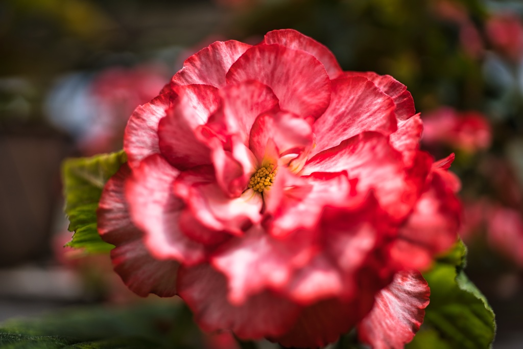 Begonia