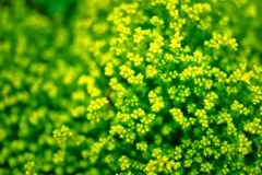Flowers in the garden②