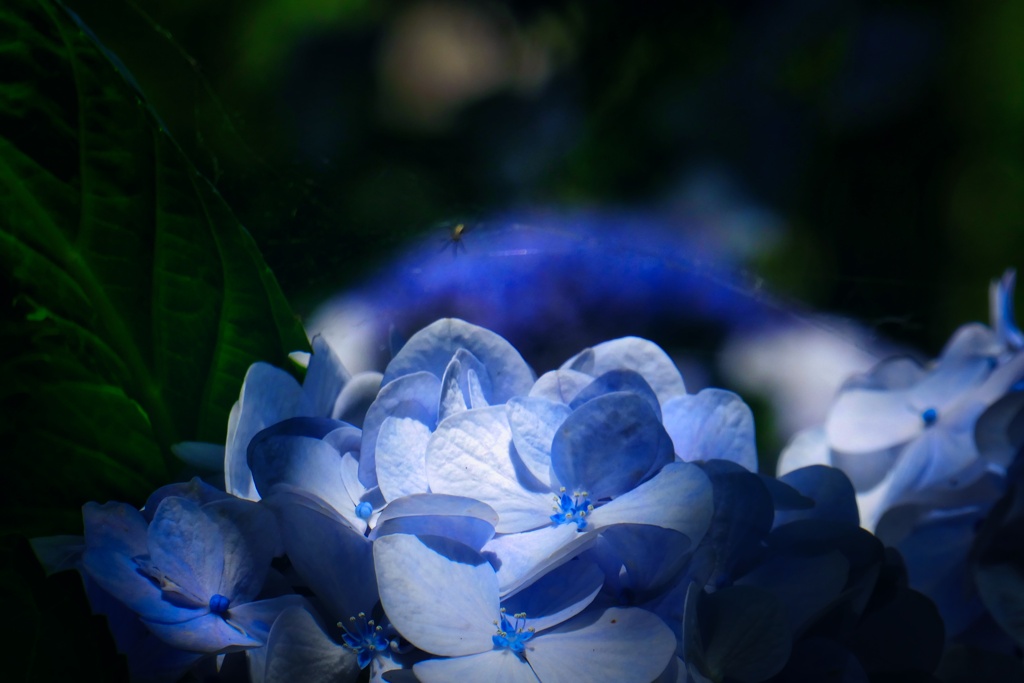 紫陽花の世界