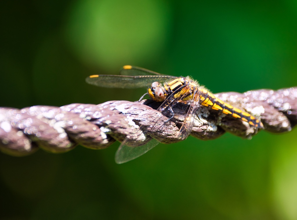 Dragonfly