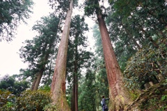 蔵出し 奈良 室生寺の巨杉①