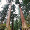 蔵出し 奈良 室生寺の巨杉①