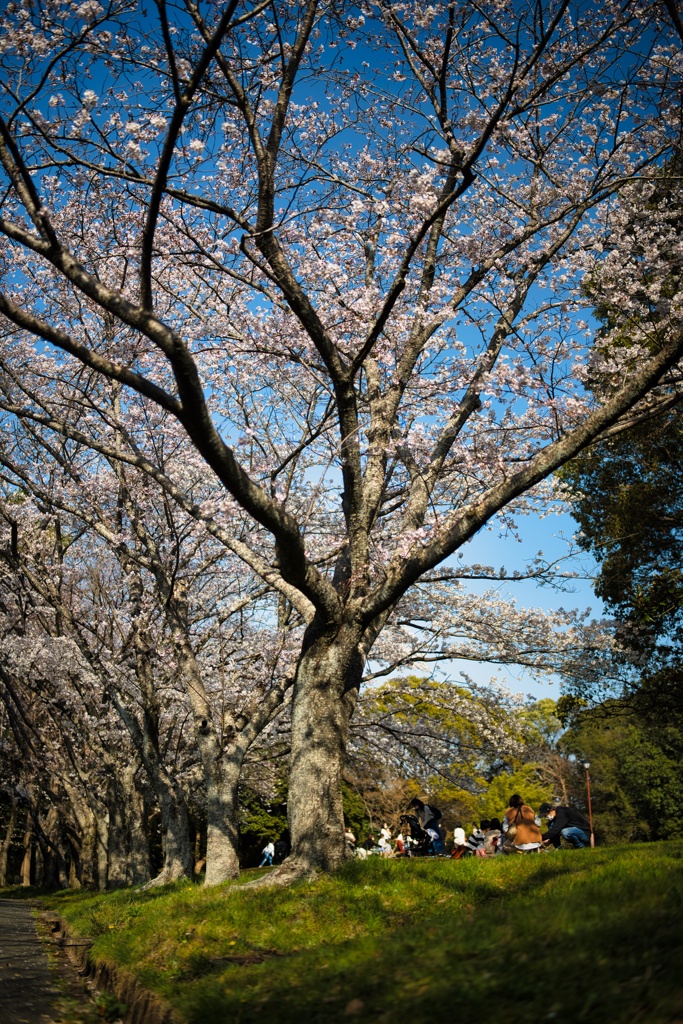 花見