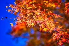 紅葉