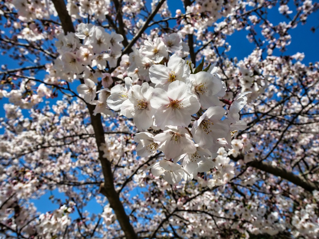 蔵出し 地元 佐鳴湖公園の桜