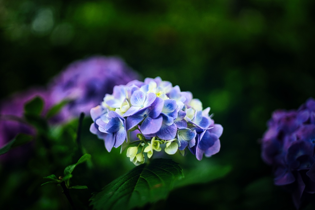 Hydrangea