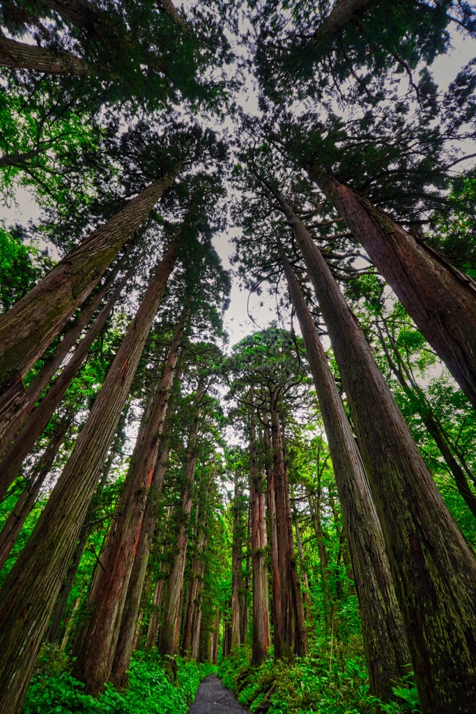 見上げる