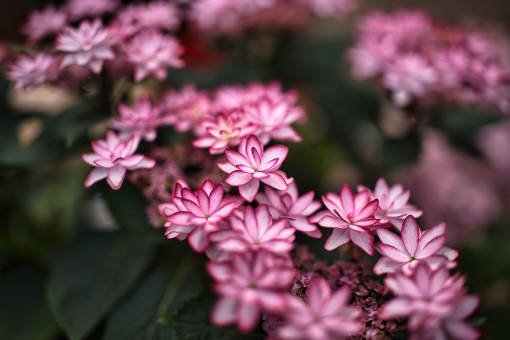 紫陽花