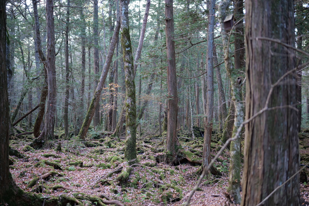 青木ヶ原樹海