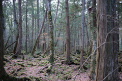 青木ヶ原樹海