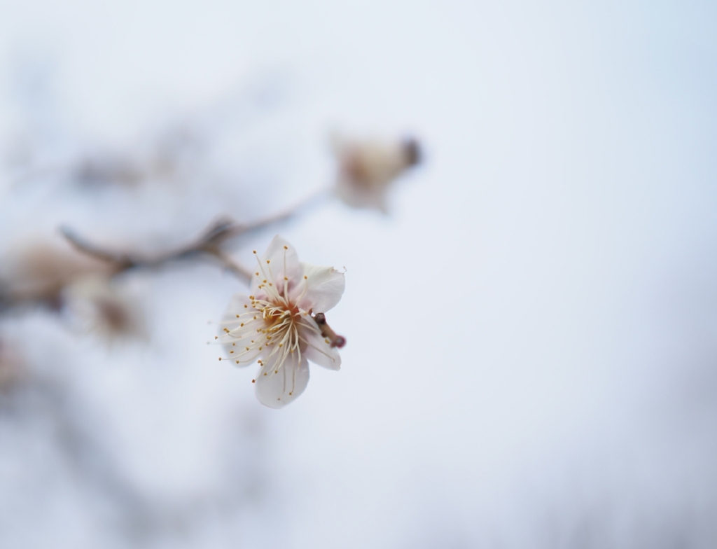 寒梅　その三