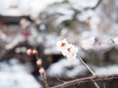 寒梅　その二