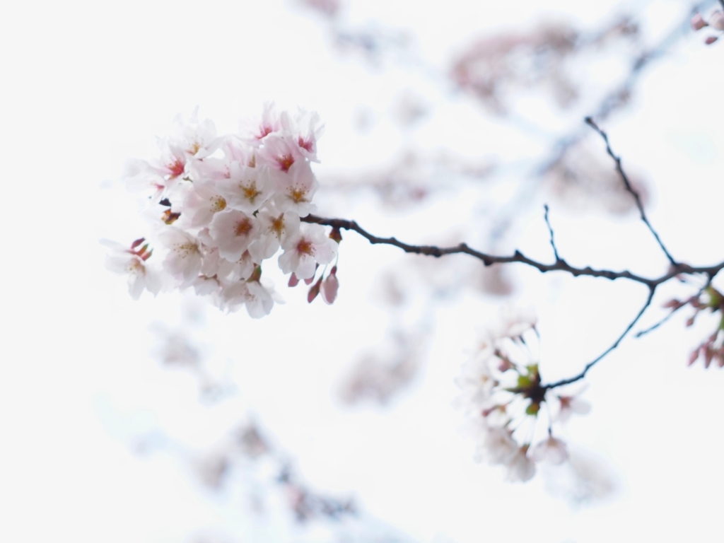 富士見公園の桜　その三