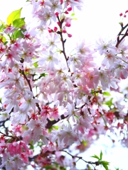 富士見公園の桜　その一